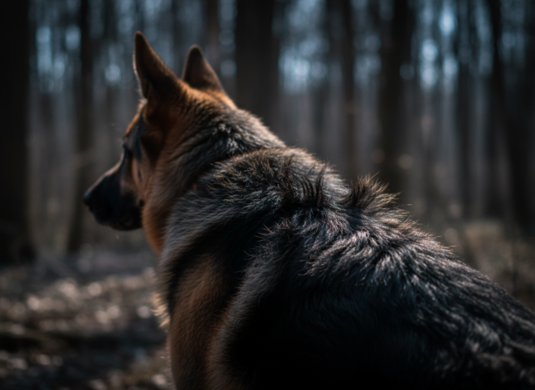 It’s Not Always Aggression: The Real Reason Your Dog's Hackles Go Up